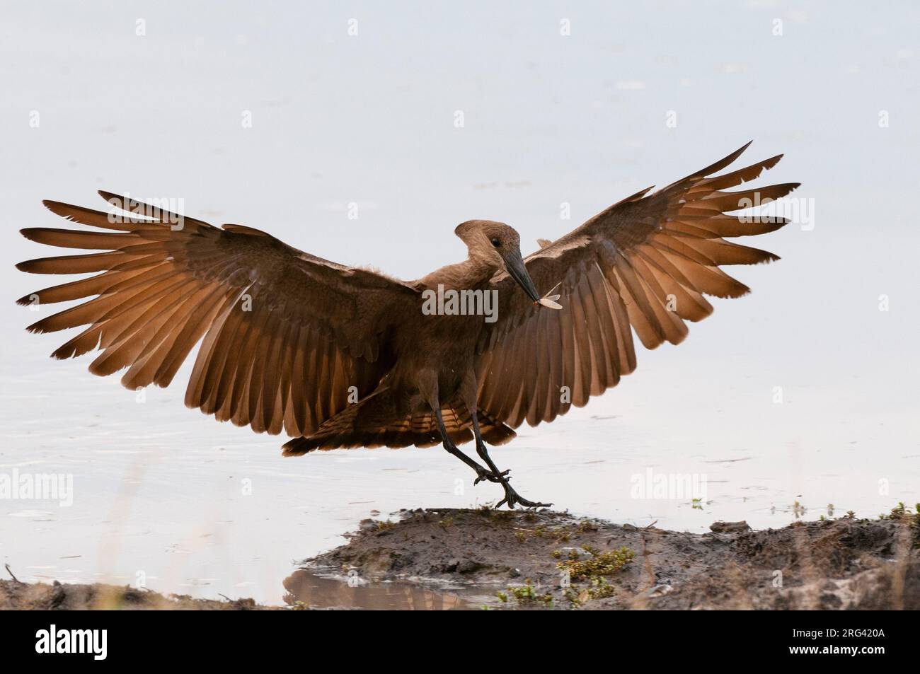 Porträt eines Hammerkops, Scopus umbretta, der mit einer Termite im Schnabel landete. Khwai Konzession Area, Okavango, Botswana. Stockfoto