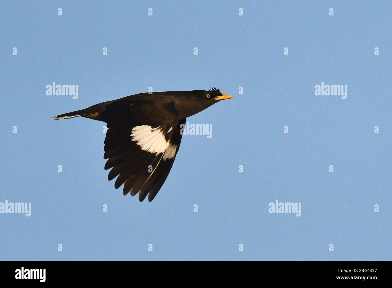 Dschungel Myna (Acridotheres fuscus torquatus) in Myanmar. Stockfoto