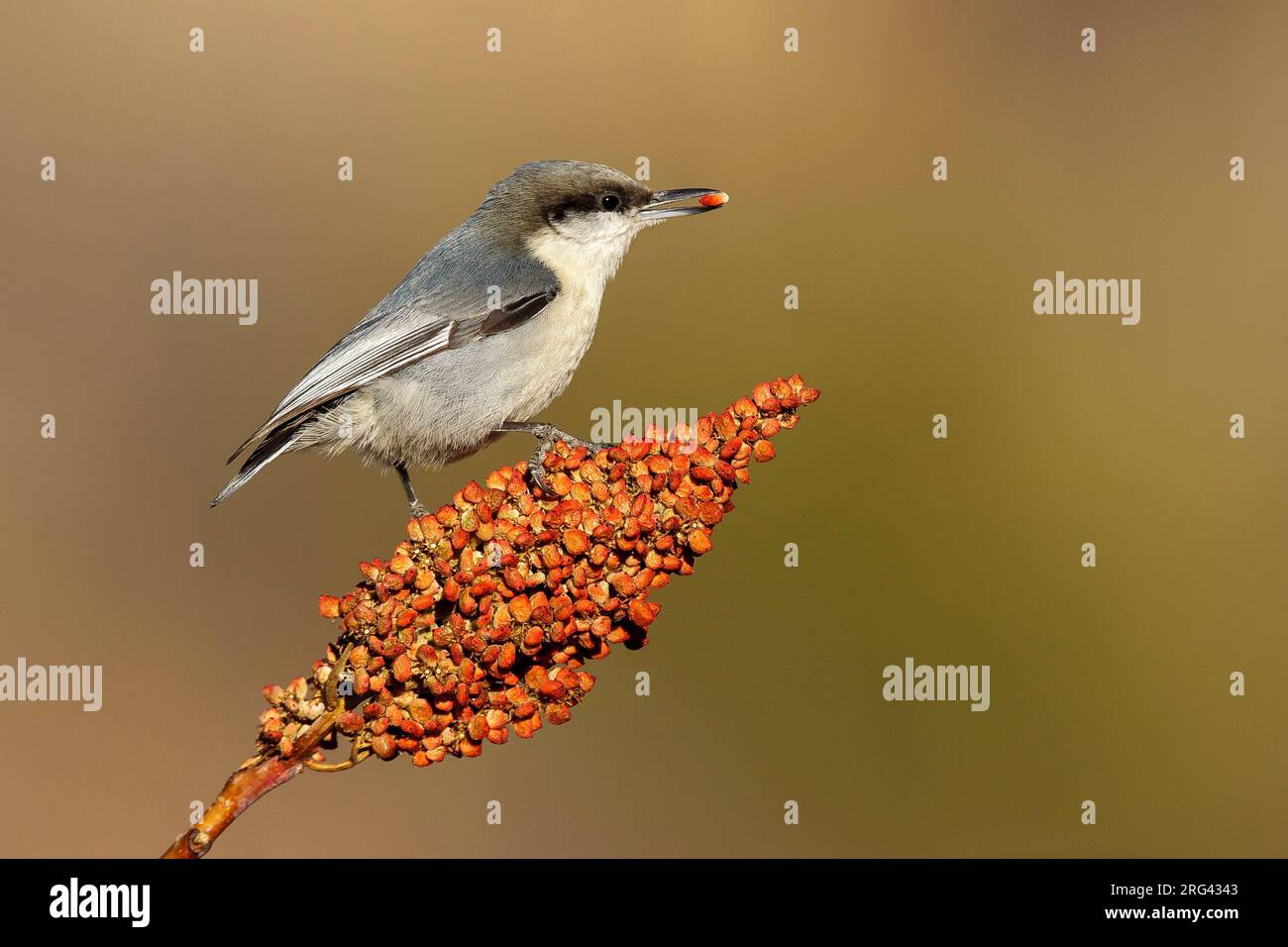 Erwachsene Pygmy Nuthatch, Sitta Pygmaea Los Alamos County, USA, im Winter Stockfoto
