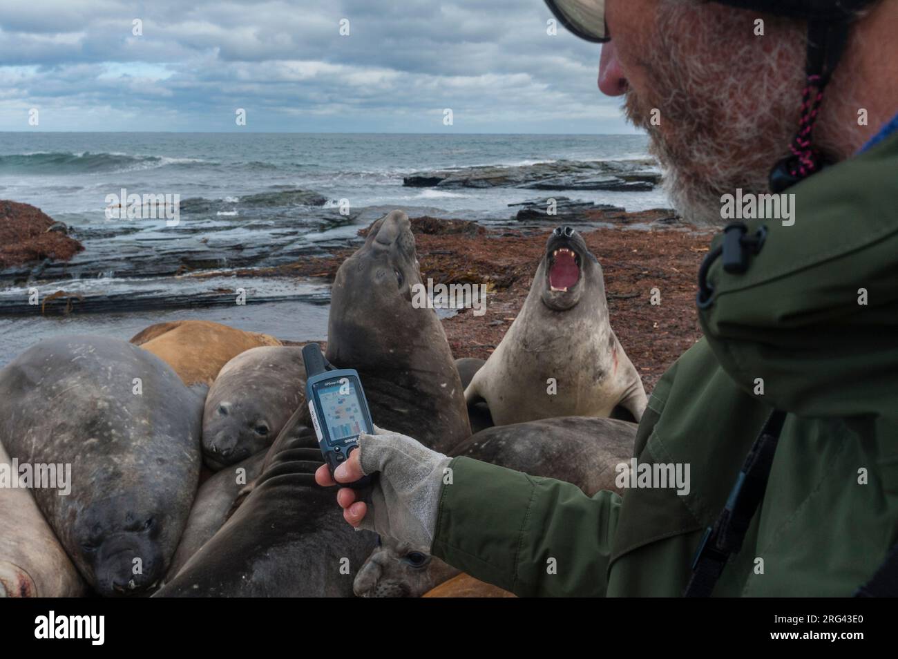 Ein Biologe, der die GPS-Position der südlichen Elefantenrobben, Mirounga leonina, geotagging. Sea Lion Island, Falkland Islands. Stockfoto