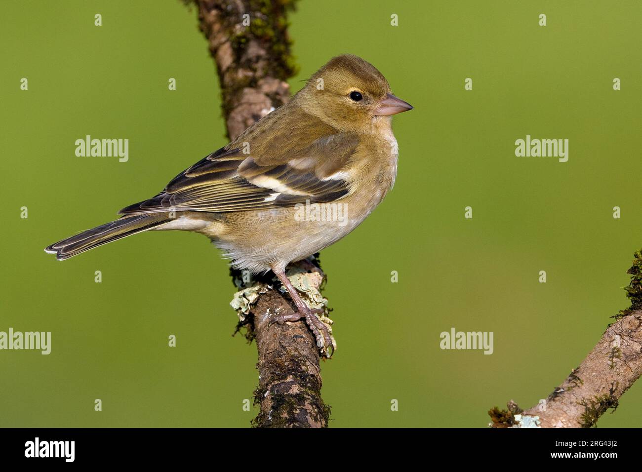 Vrouwtje Vink op een Tak; Weiblicher gemeinsame Buchfink auf einem Ast sitzend Stockfoto