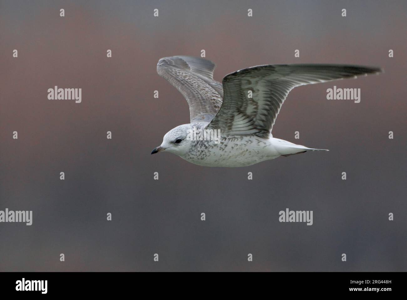 Onvolwassen Stormmeeuw in Vlucht; unreif gemeinsamen Möwe im Flug Stockfoto