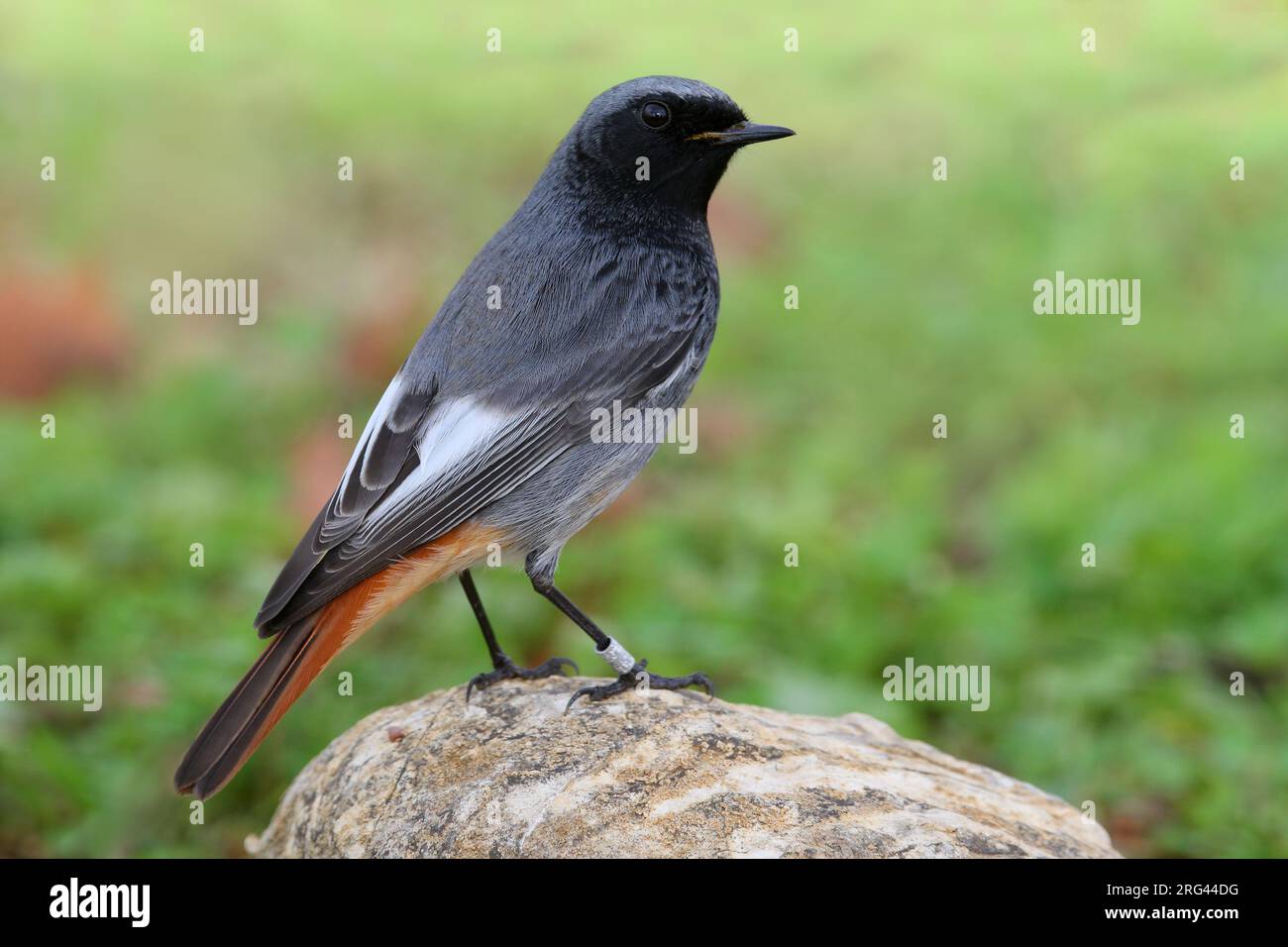 Zwarte Roodstaart mannetje zittend op Rots; Black Redstart männlichen auf Felsen Stockfoto