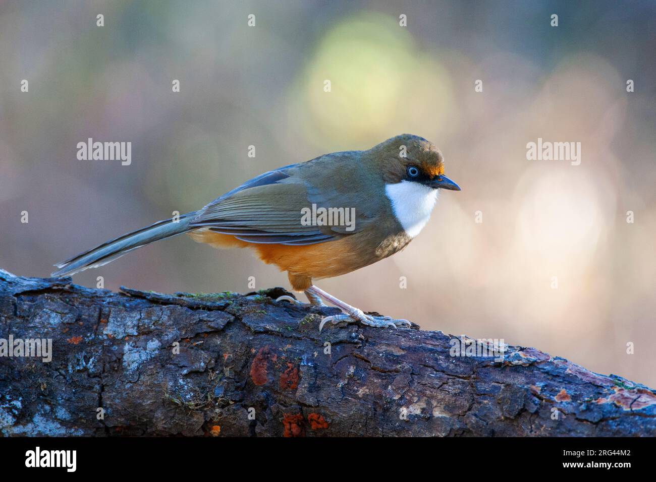 Laughingthrush (Garrulax albogularis), der auf dem Boden steht. Stockfoto