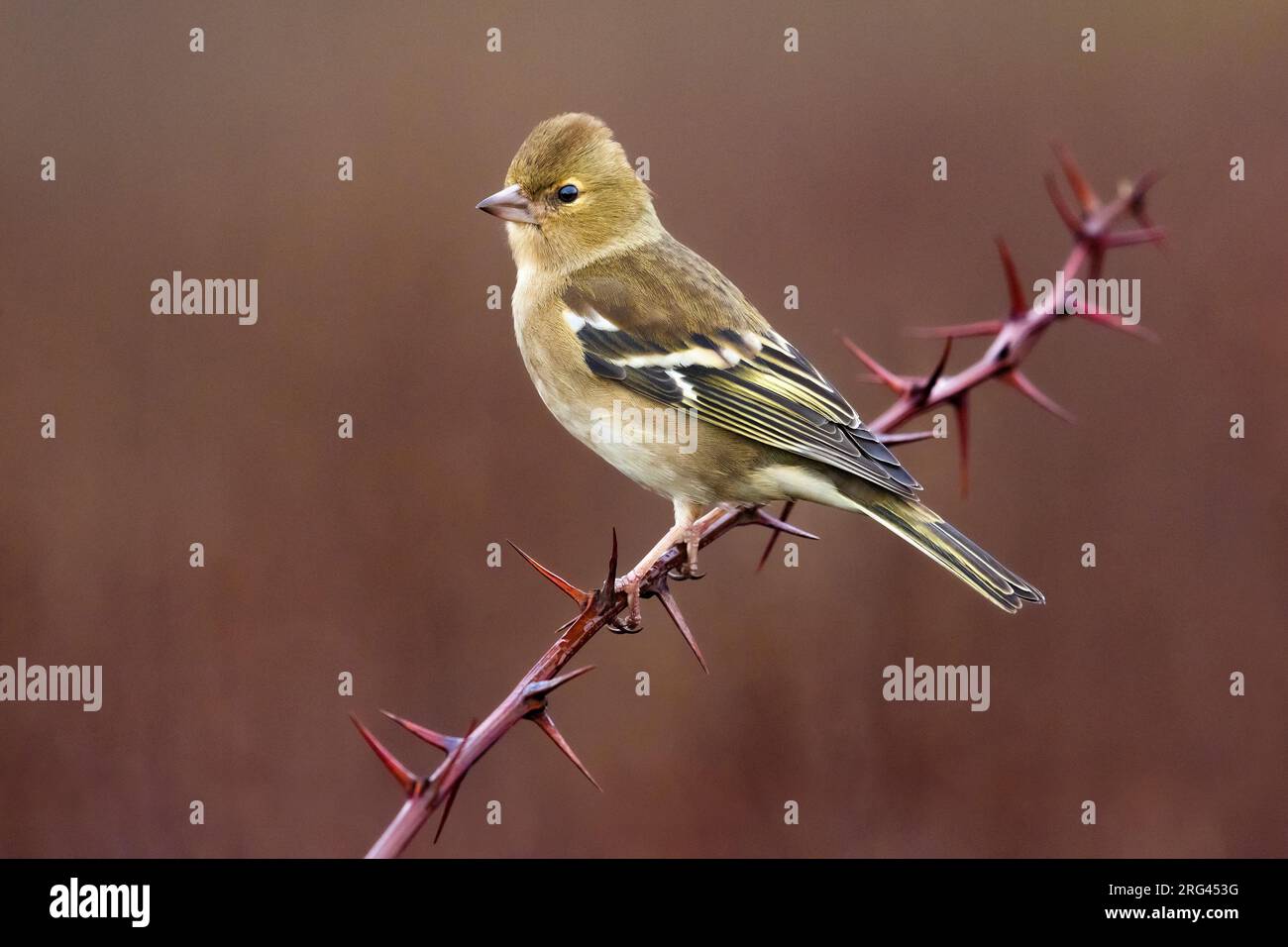 Winterende weibliche Gemeine Chaffinch (Fringilla coelebs) in Italien. Stockfoto