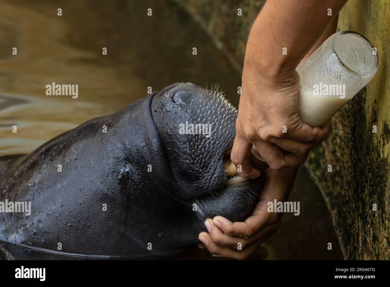 Seekühe gerettet vor illegalem Artenhandel im Amazonas Stockfoto