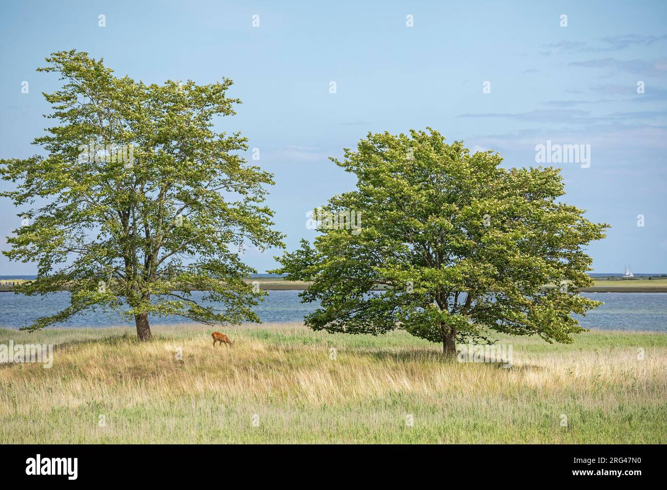 Bäume, Naturschutzgebiet, Küste bei Maasholm, Schleswig-Holstein, Deutschland Stockfoto