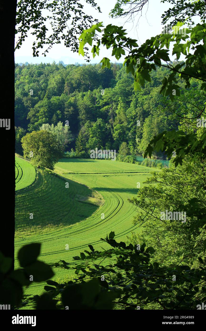 Ackerfeld am Ufer des Flusses Aare mit einem steilen Gefälle zwischen dem oberen Feld und den Flutwasserabschnitten Stockfoto