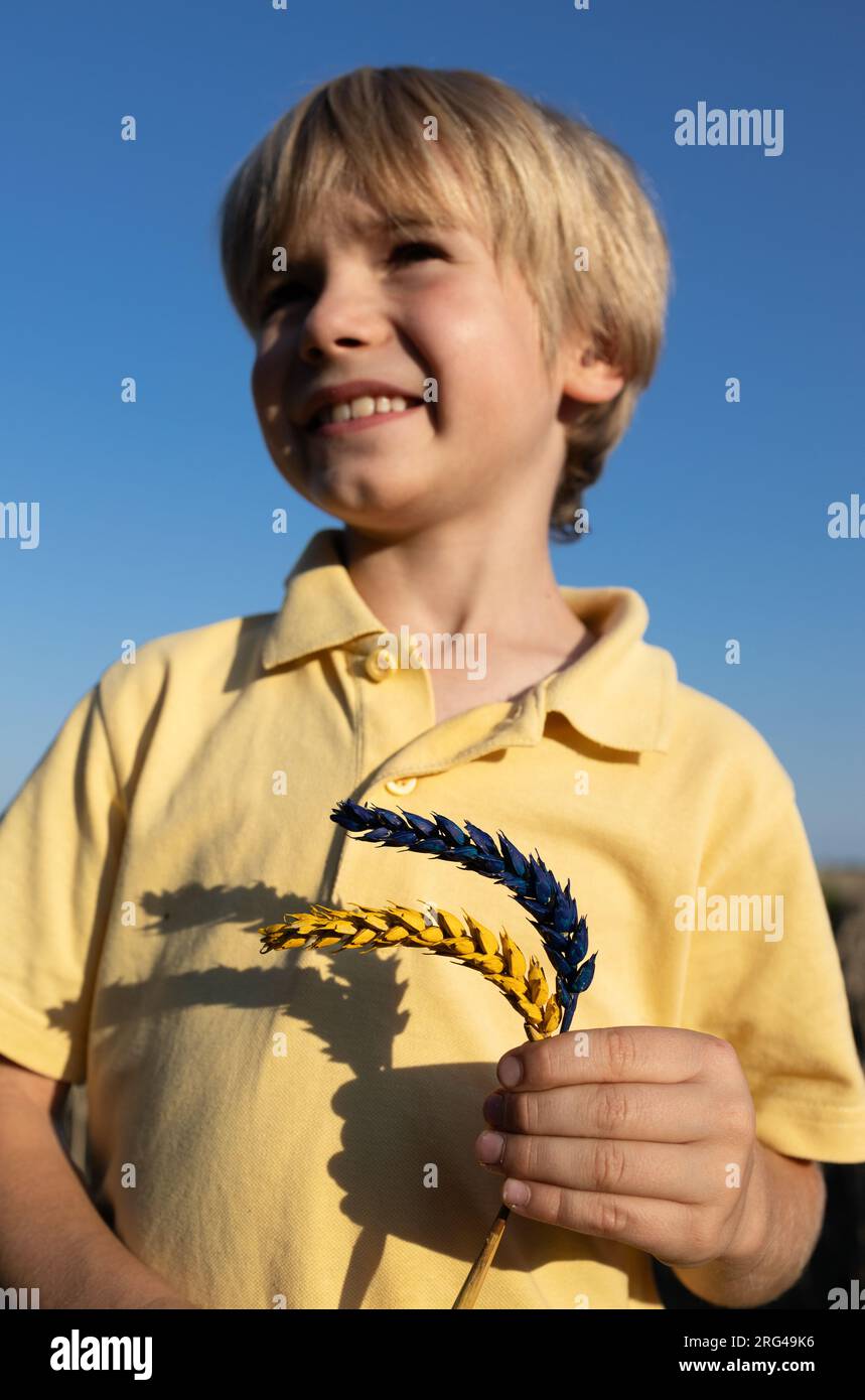 Zwei Weizenohren in gelbblauen Farben der ukrainischen Flagge in den Händen eines Jungen. Konzentriere dich auf Stacheln. Sonniger Tag, Schatten von Stacheln auf T-Shirt. S Stockfoto