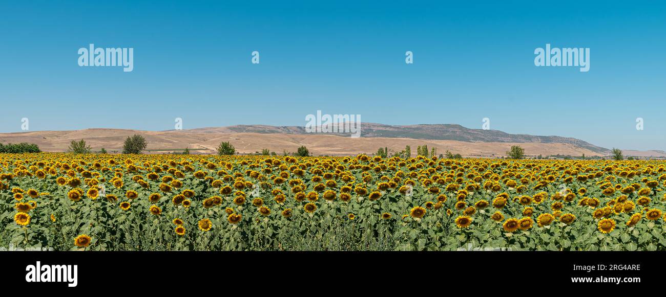 Biologisches Sonnenblumenfeld vor sonnigem und blauem Himmel Stockfoto