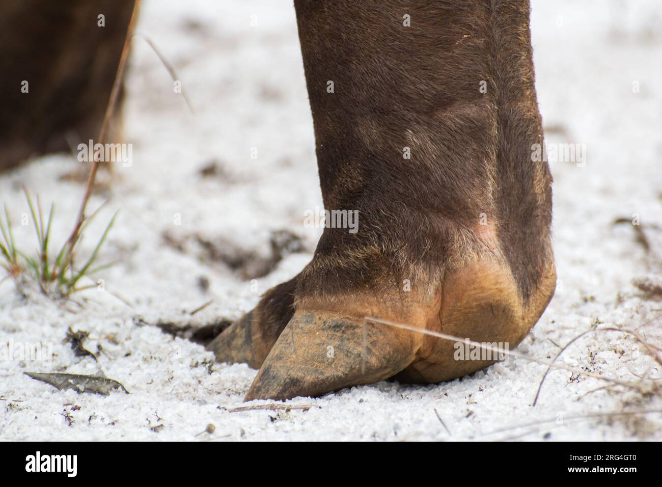 Tapir-Pfote auf dem weißen Sand Stockfoto