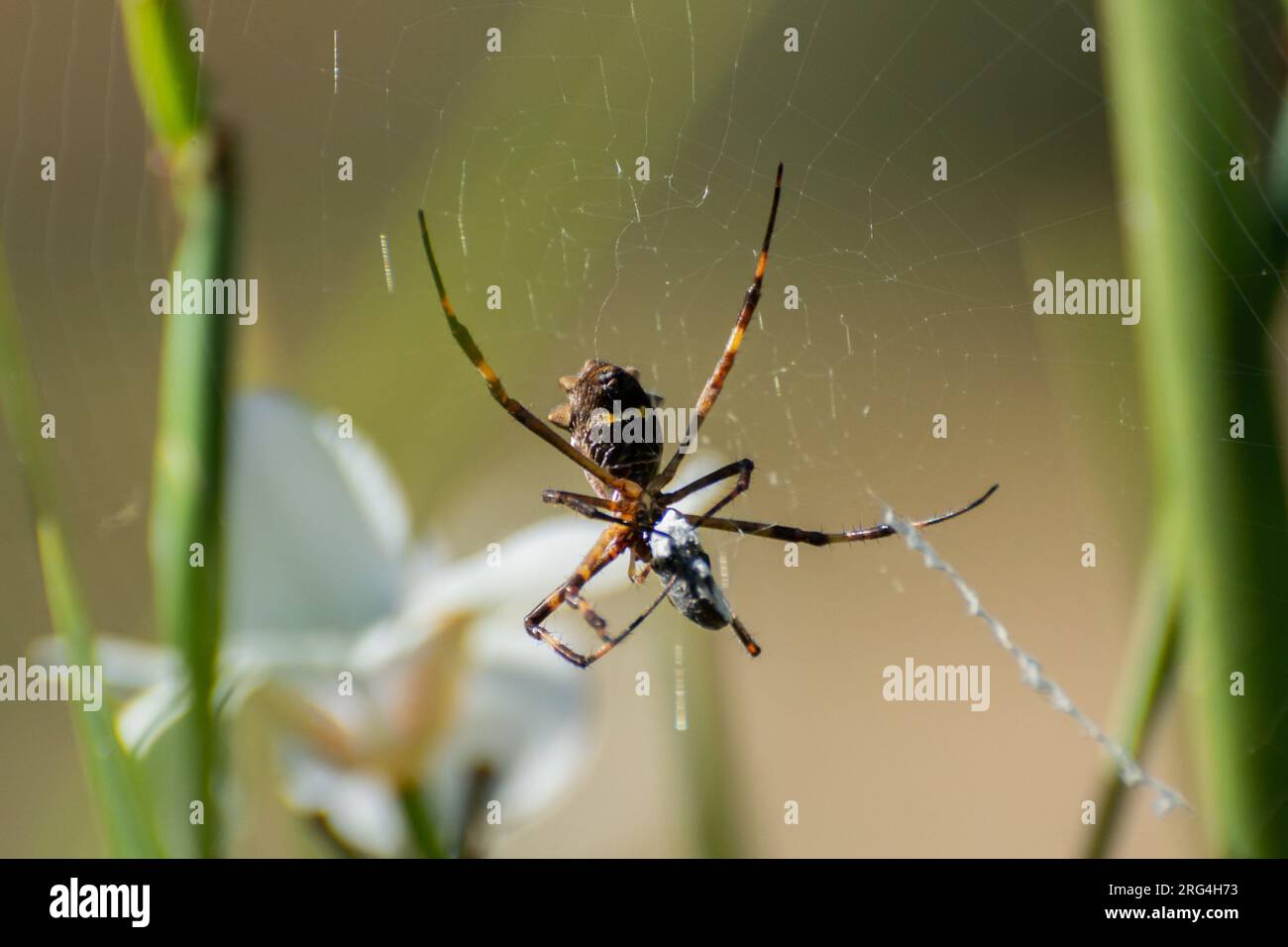 spider auf dem Netz isst Insekten Stockfoto