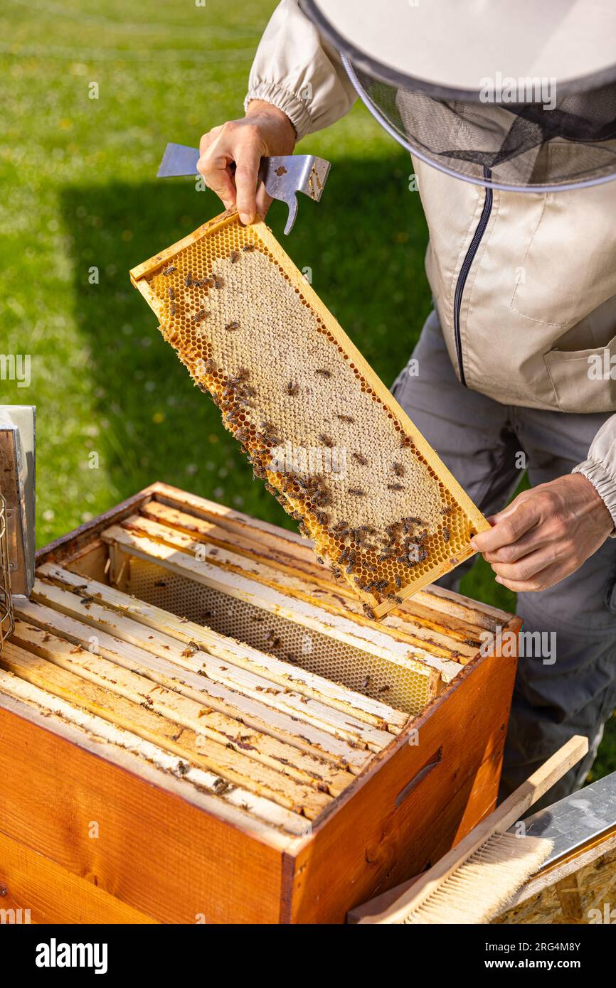 Wabenrahmen mit Bienen, die von Imkern in Arbeitsschutzkleidung während der Honigernte in Bienenstöcken gehalten werden Stockfoto