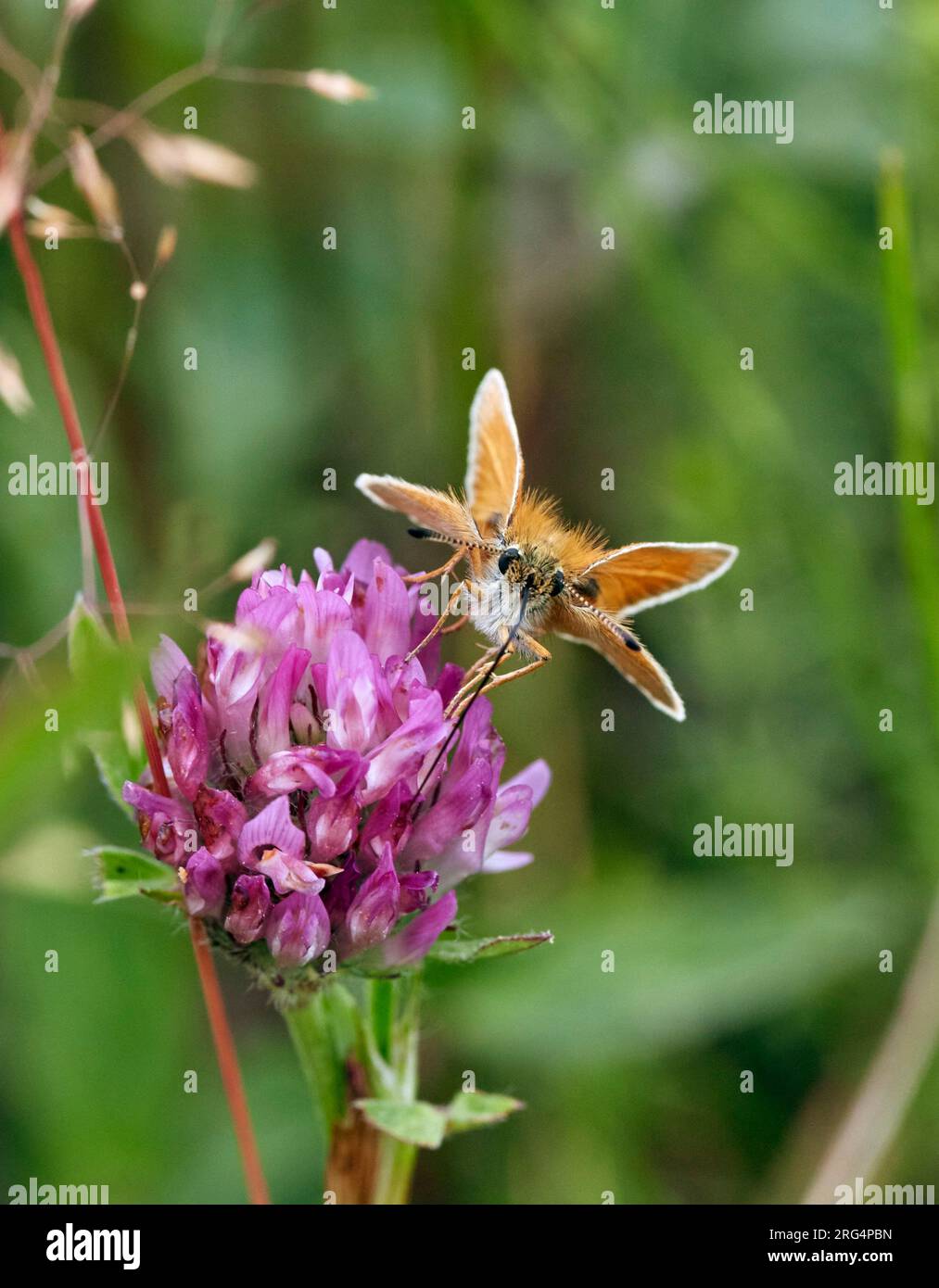 Essex Skipper Nektaring auf Klee - Proboscis voll ausgefahren. Hurst Meadows, East Molesey, Surrey, England. Stockfoto