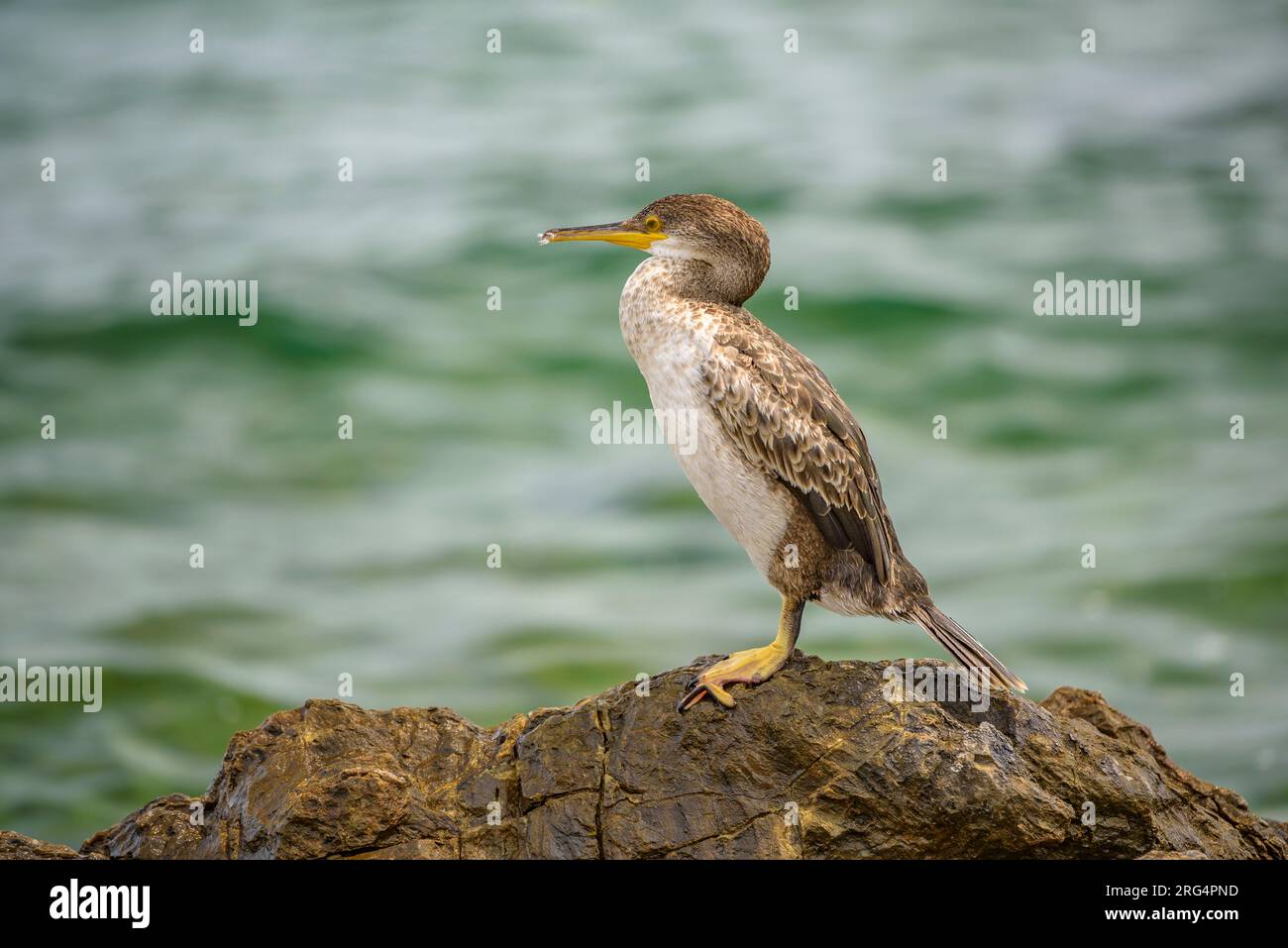 Ein Fick (Gulosus aristotelis) auf einem Felsen in der Nähe von Port de la Selva, in Cap de Creus (Alt Empordà, Girona, Katalonien, Spanien) ESP: UN cormorán moñudo Stockfoto