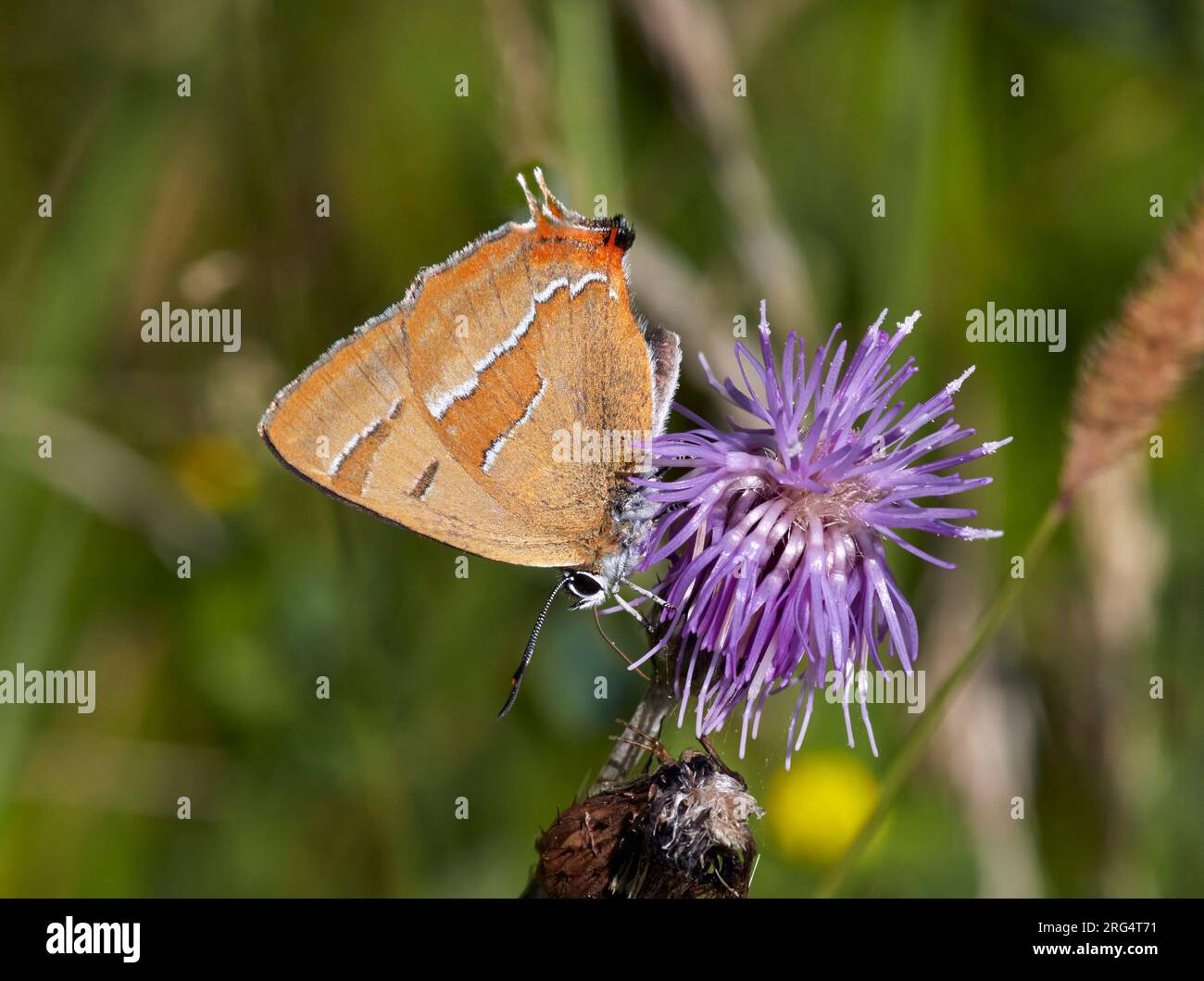 Braune Haarsträhnen auf der Distel. Molesey Heath, West Molesey, Surrey, England. Stockfoto