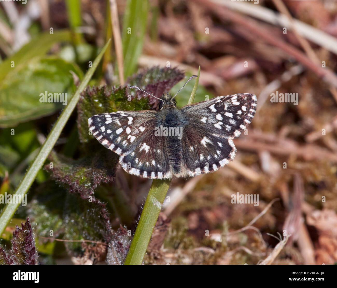 Gegrillter Skipper. Chapel Bank Nature Reserve, New Addington, London, Großbritannien. Stockfoto