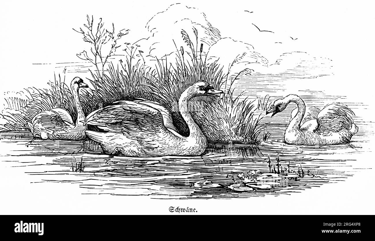 Schwäne, die auf einem See schwimmen, wilde Tiere und Jagdszenen, historische Illustration about1860 Stockfoto