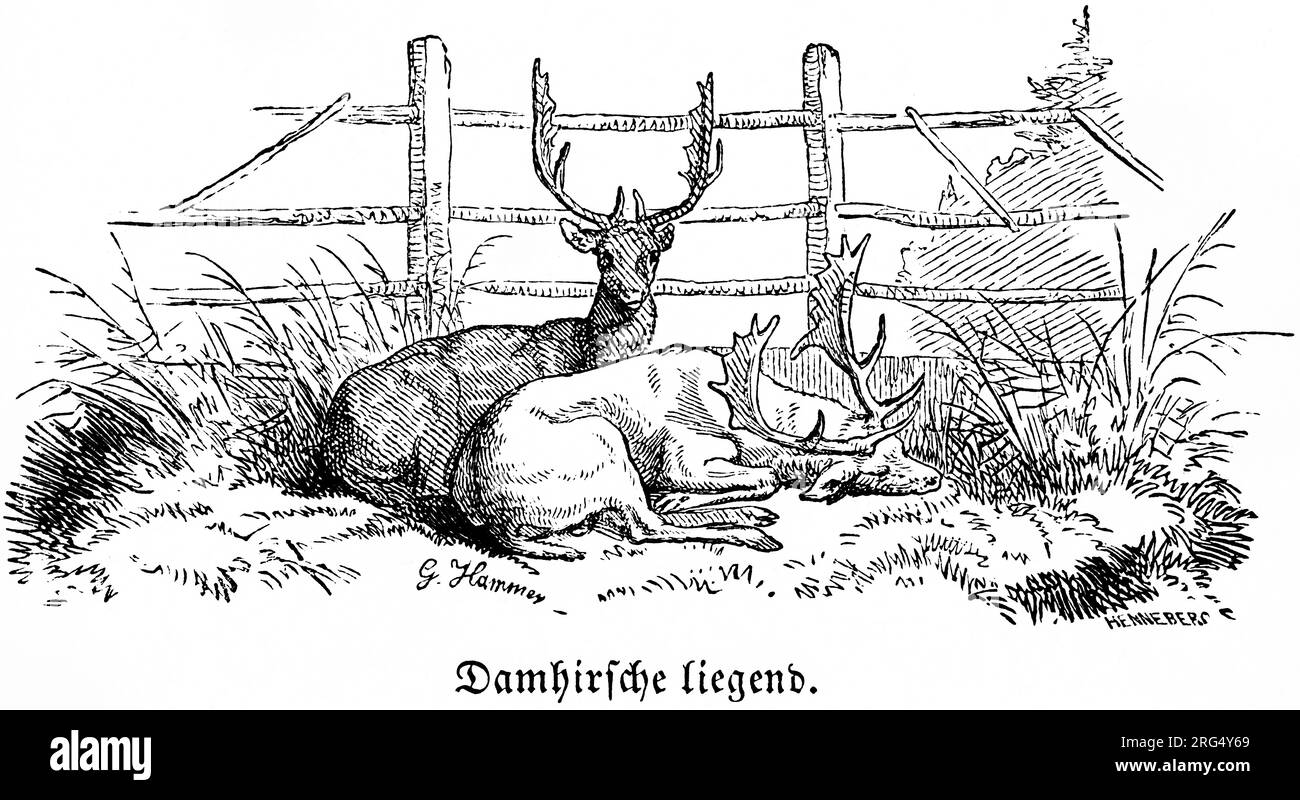 Ruhender Damhirsch, Ruhende Damhirsche, wilde Tiere und Jagdszenen, historische Illustration about1860 Stockfoto