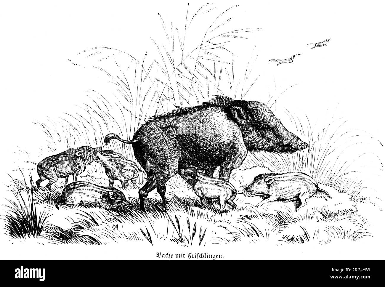 Wilde Sau mit jungen Ebern, Bache mit Frischlingen, wilde Tiere und Jagdszenen, historische Illustration about1860 Stockfoto