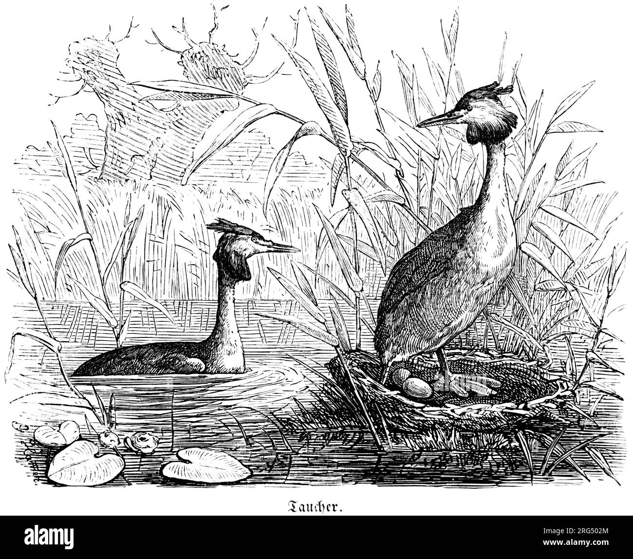 Zwei große Kammmuscheln und ihr Vogelnest an einem See, Haubentaucher, wilde Tiere und Jagdszenen, historische Illustration about1860 Stockfoto