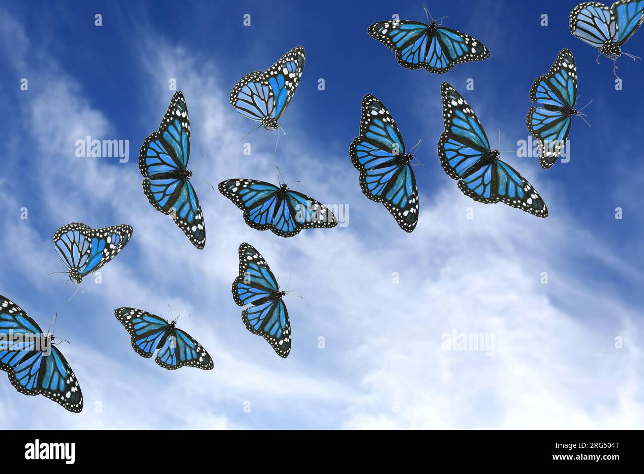 Blaue fliegende Schmetterlinge