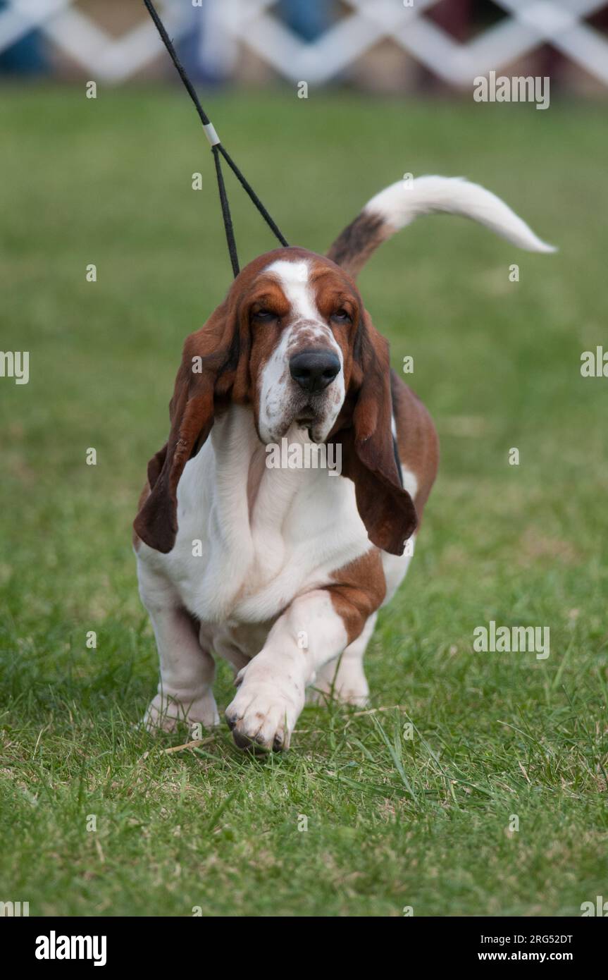 Basset Hound Walking mit schlaffe, zerknitterte Haut Stockfoto