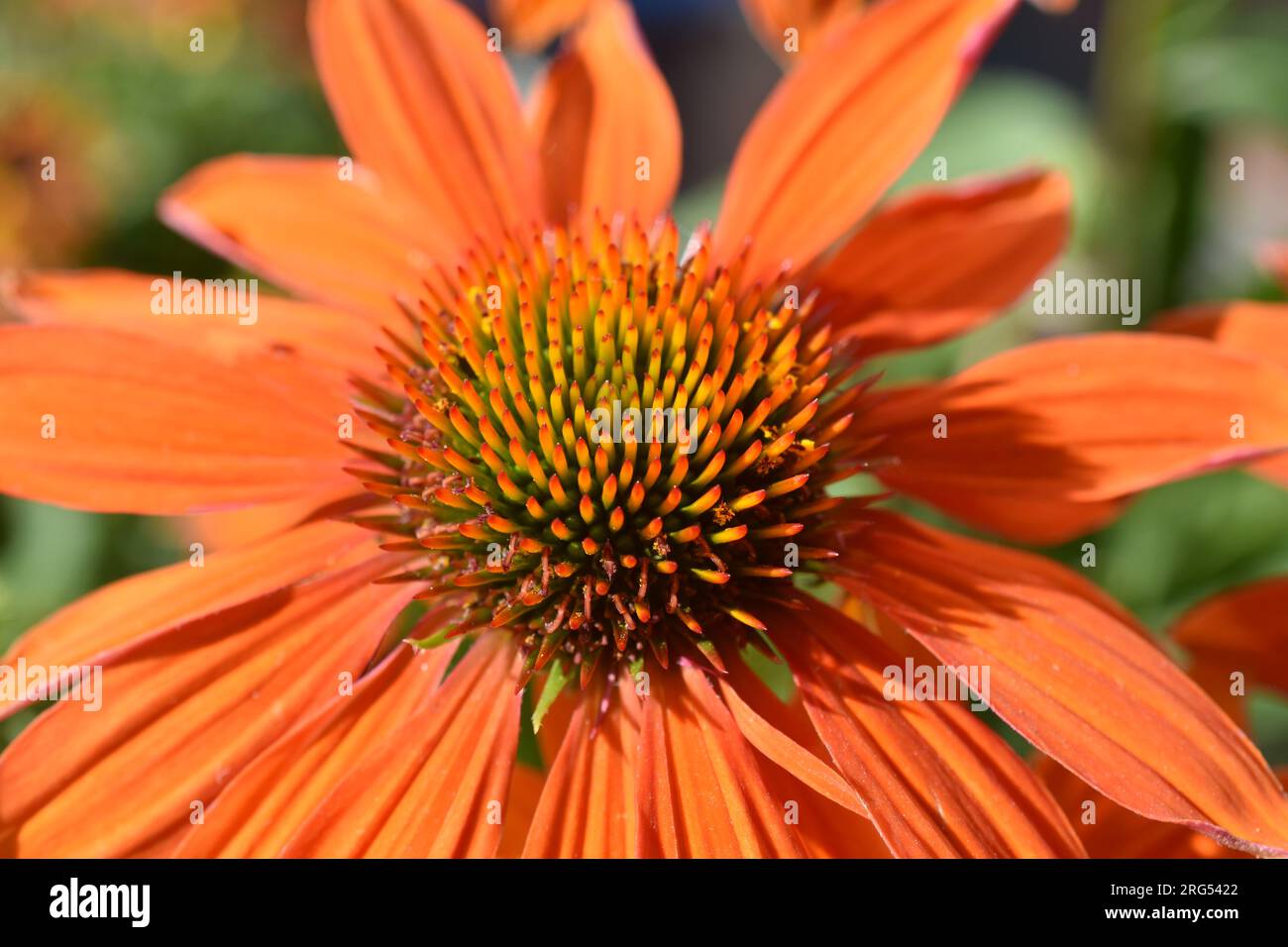 Nahaufnahme auf orangefarbenem Coneflower Echinacea purpurea Stockfoto