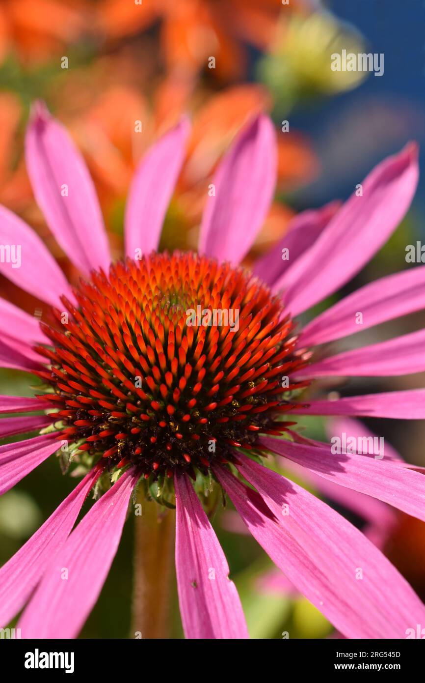 Nahaufnahme auf rosa Coneflower Echinacea purpurea Stockfoto