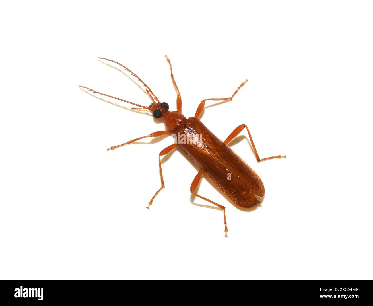 Der feuerfarbene Käfer dendroides concolor auf weißem Hintergrund Stockfoto