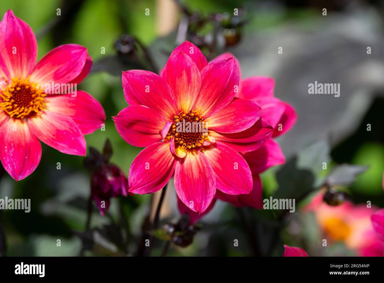 Dahlia Twyning's Revel, Blume Stockfoto