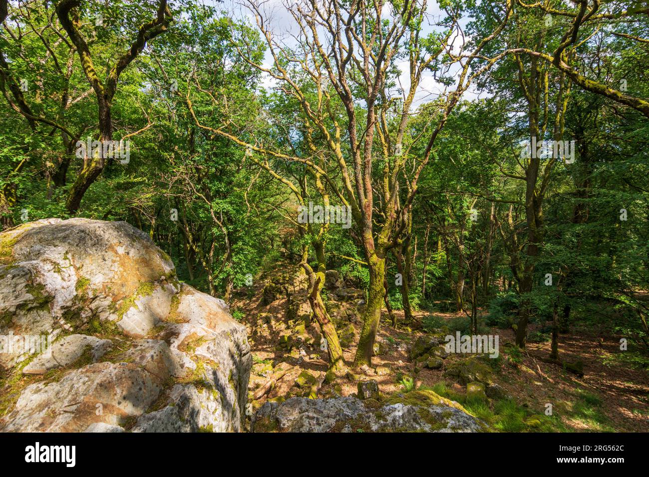 Bad Homburg vor der Höhe: Naturwaldgebiet im Taunusgebirge, umgestürzte Bäume, Dschungel in Taunus, Hessen, Hessen, Deutschland Stockfoto