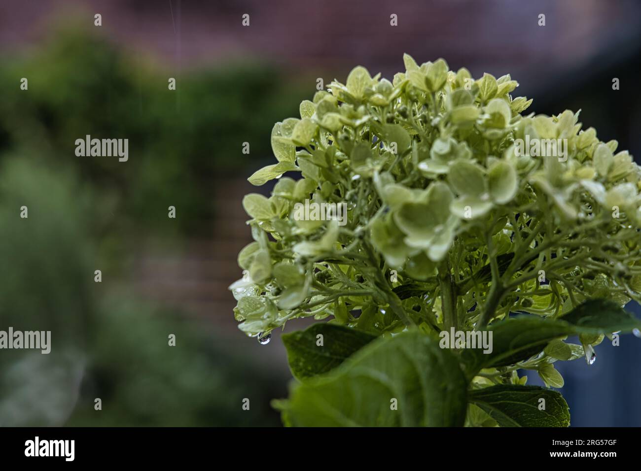 Hortensien im Regen Stockfoto