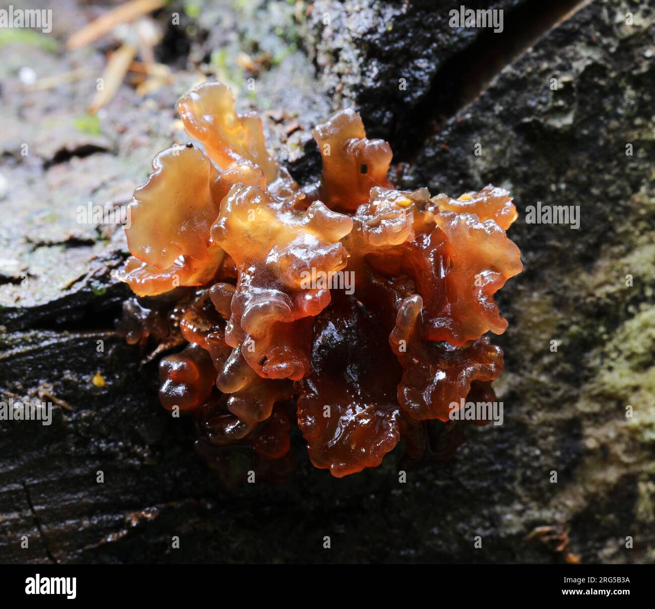 Tremella foliacea - Blatthirnpilz Stockfoto