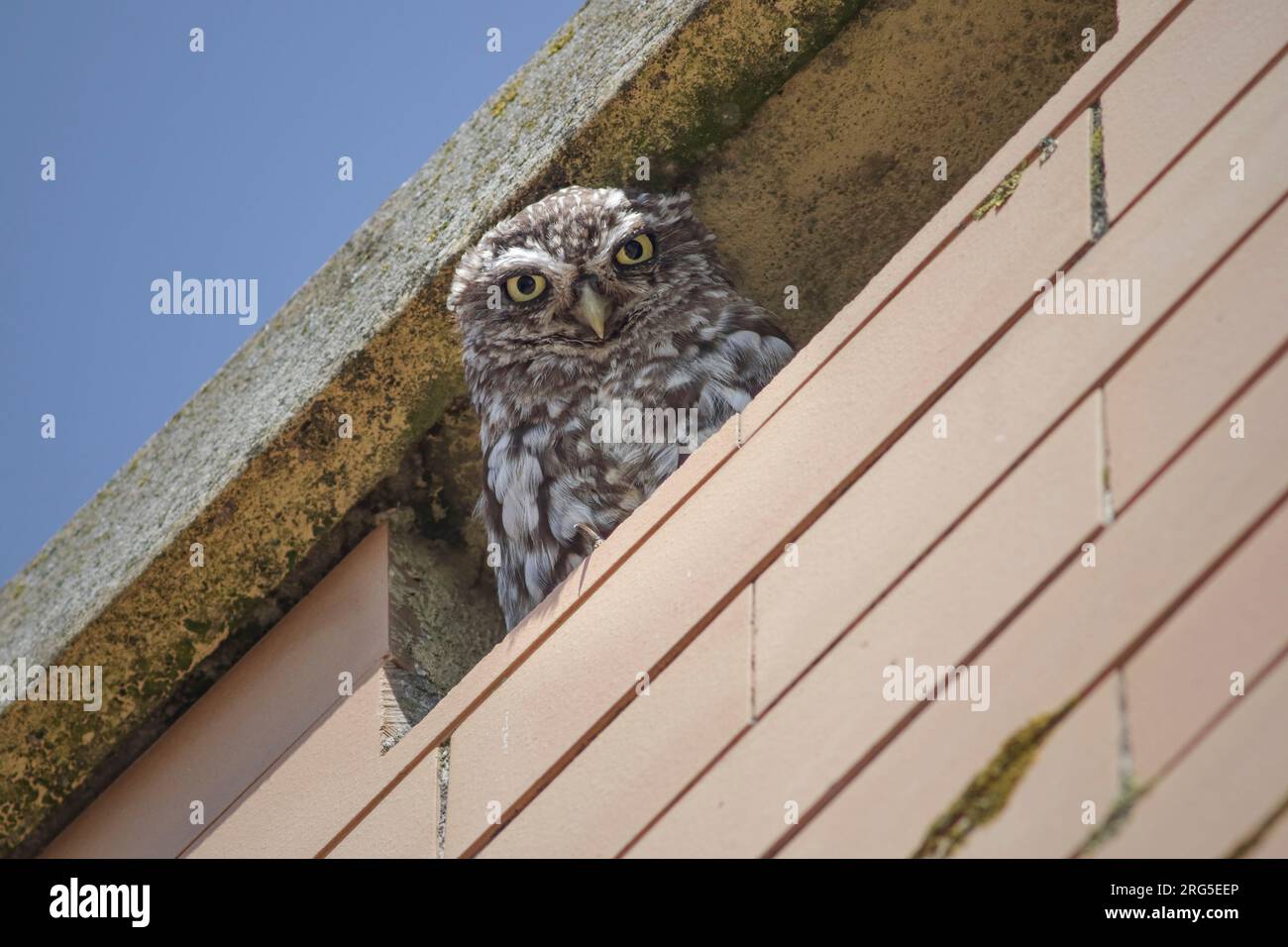 Kleine europäische Eule in einem Hausschornstein, nördlich von Portugal. Stockfoto