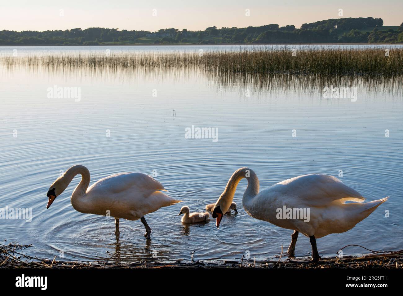 Schwäne und ihre Zygneten im Lough Ree County Roscommon, Irland Stockfoto