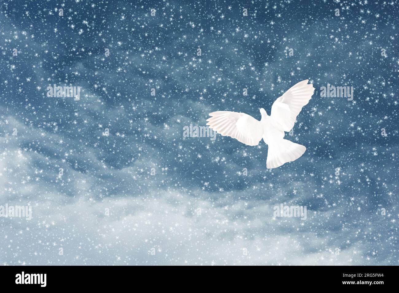Weiße Taube und verschneite Winterkulisse Stockfoto