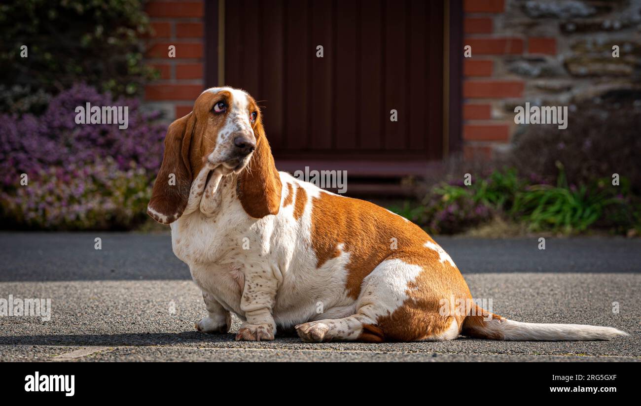 Dorie, der langohrige Basset-Hund, der sich hinsetzt und traurigerweise dahinter schaut Stockfoto