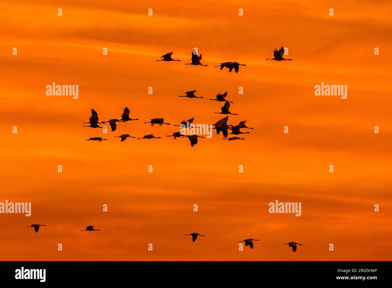 Wanderherde von gewöhnlichen Kranen / Eurasische Kraniche (Grus grus) im Flug Silhouetted gegen orangefarbenen Sonnenuntergang Himmel während der Wanderung im Herbst / Herbst Stockfoto
