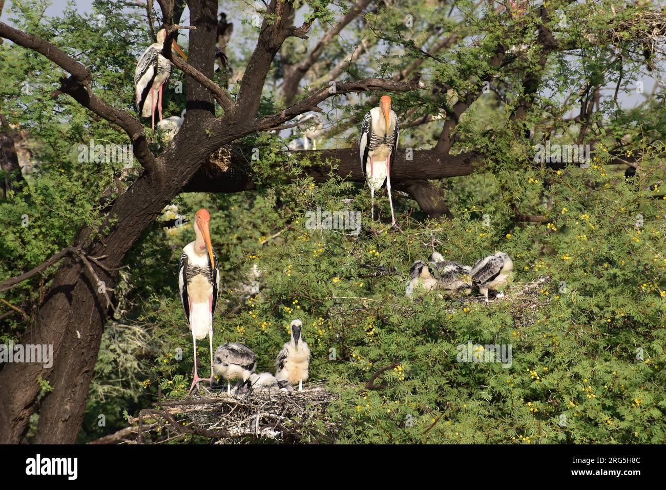 Gruppe von gemalten Storchen mit Nest auf dem Baum im Bharatpur Bird Sanctuary in Indien. Der gemalte Storch (Mycteria leucocephala) Stockfoto