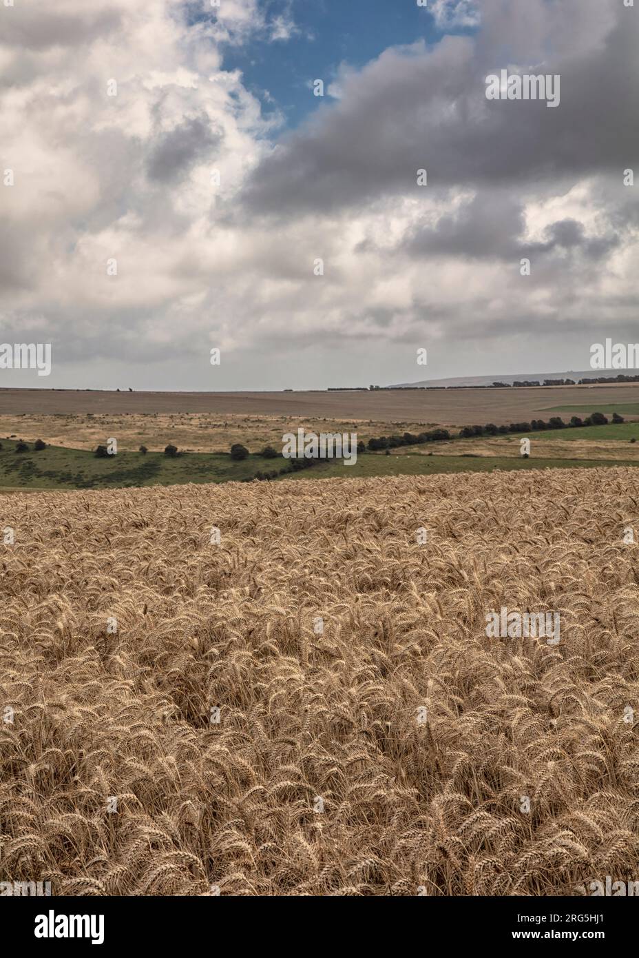 Getreideernte in den South Downs Stockfoto