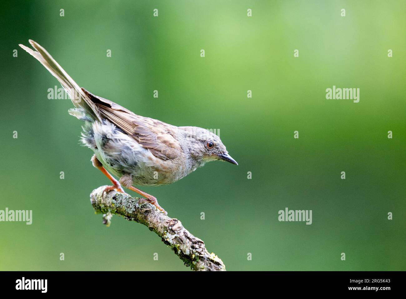 Dunnock (prunella modularis) stand im August, Sommer, auf einer Filiale in Yorkshire, Großbritannien. Stockfoto