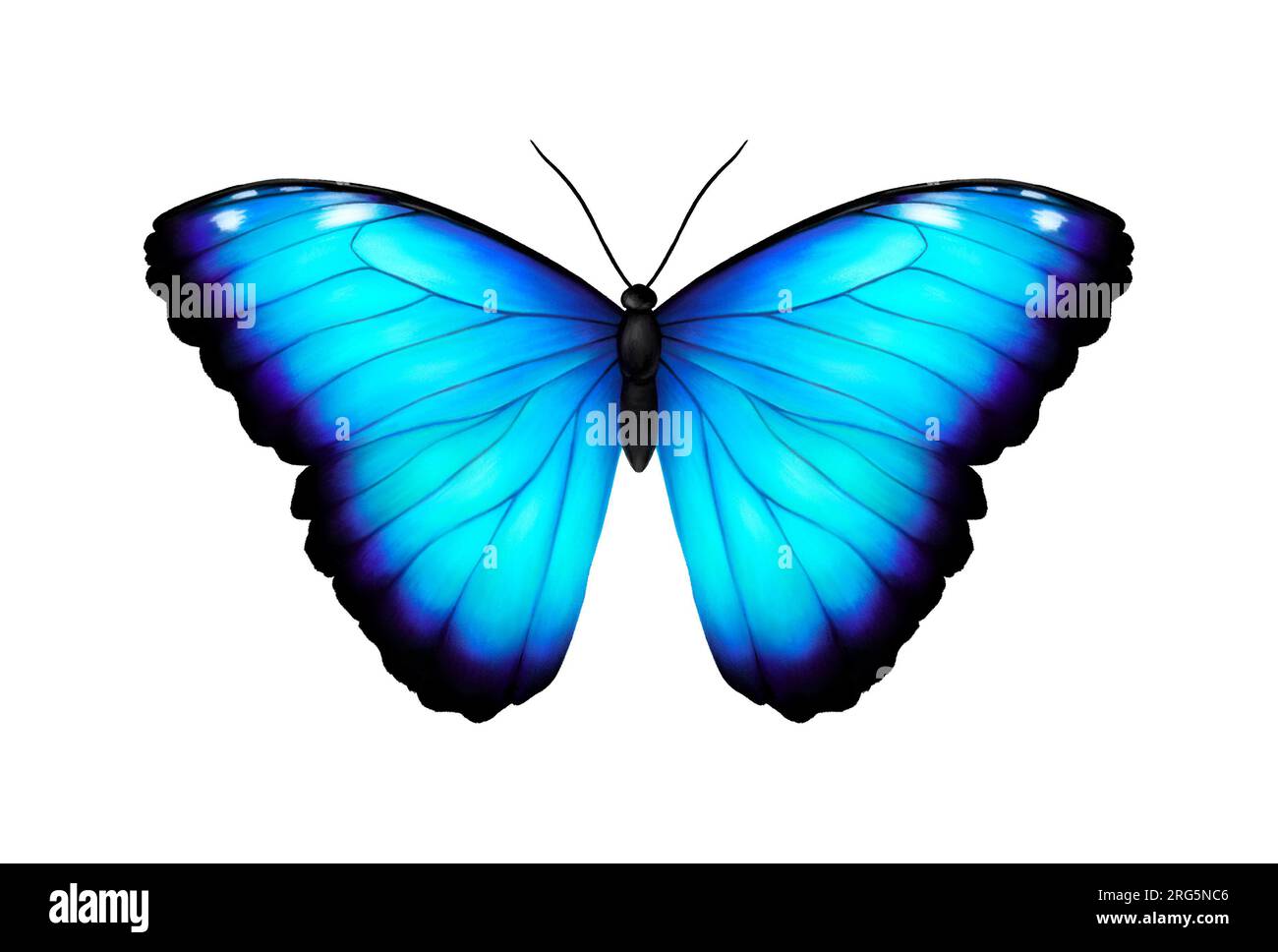 Blauer tropischer Schmetterling. Riesen-Morpho didius. Realistische, lebendige und detaillierte Darstellung. Isoliert auf weiß. Morpho Menelaus Terrestris, Südamerika, b Stockfoto