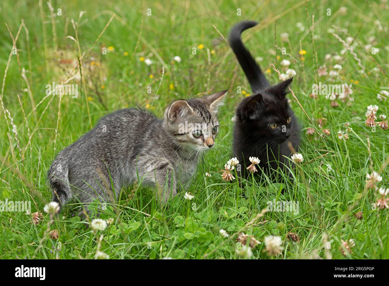 Zwei neun Wochen alte Kätzchen, die zusammen im Gras sitzen, Deutschland Stockfoto