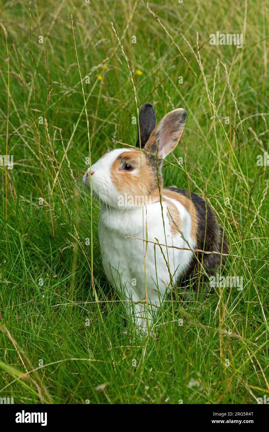 Holländisches Kaninchen im Gras, Deutschland Stockfoto