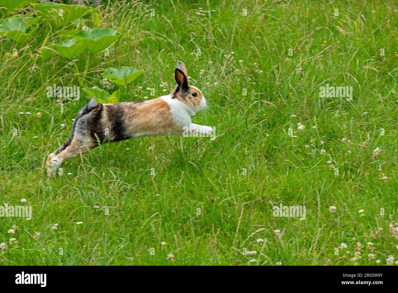 Holländisches Kaninchen springt auf der Wiese, Deutschland Stockfoto