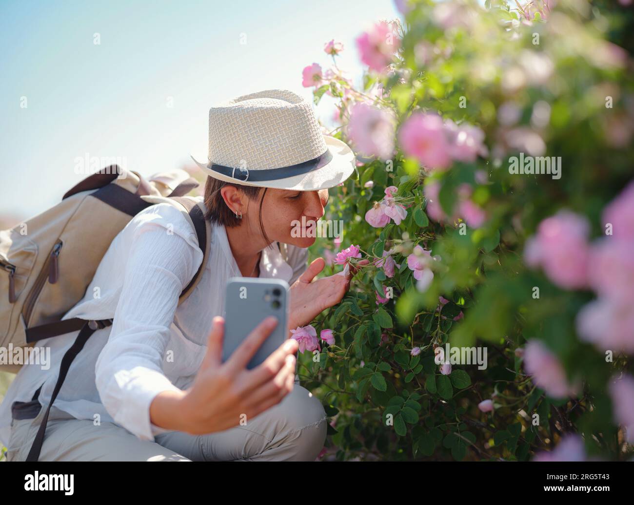 Frau genießt das Aroma und macht Fotos in ihrem Smartphone auf dem Feld von Damaszenerrosen an sonnigen Sommertagen. Village Guneykent in der Region Isparta, Türkei, ein wahres Paradies für Ökotourismus. Stockfoto