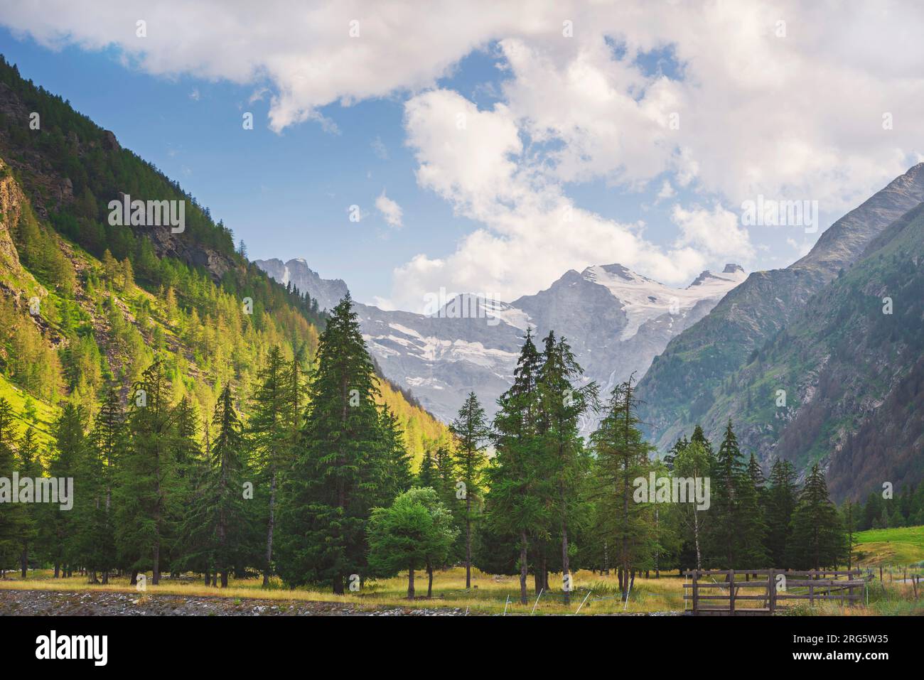 Tannenwald in Valnontey und Gran Paradiso-Massiv im Hintergrund. Aosta Valley, Italien Stockfoto