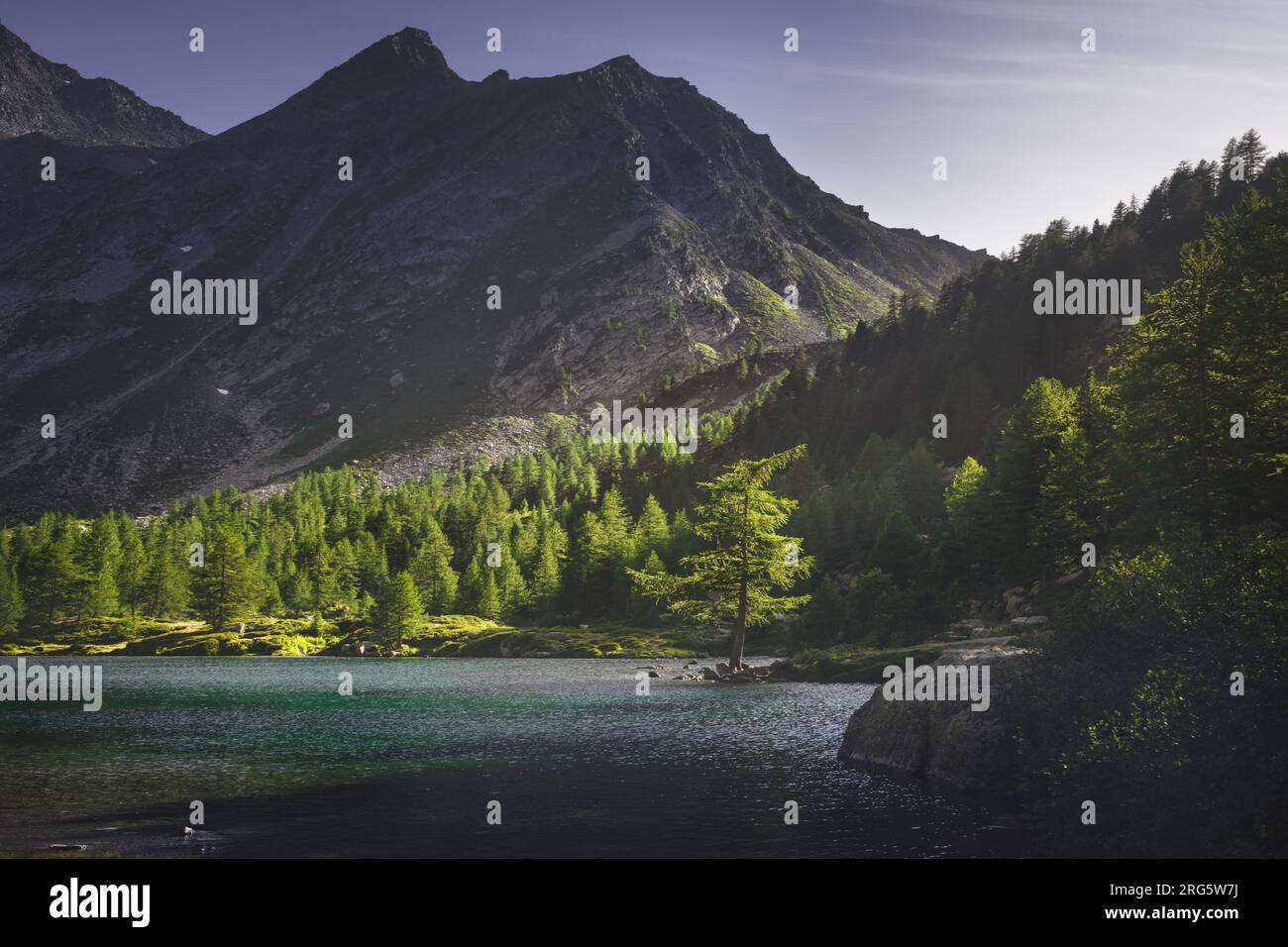 Ein einsamer Tannenbaum am Ufer des Lake Arpy bei Sonnenuntergang im Sommer. Morgex, Region Aosta-Tal, Italien Stockfoto