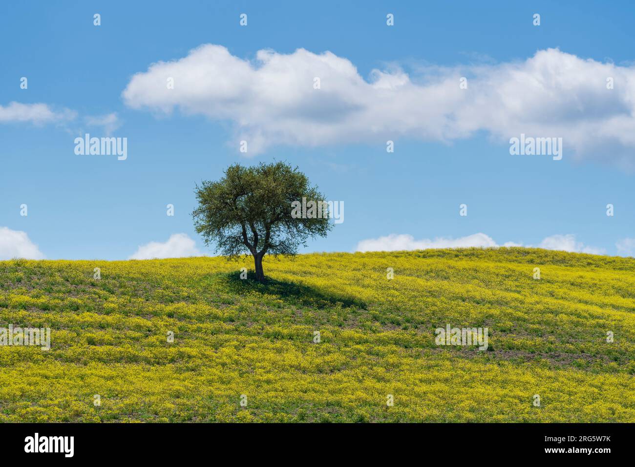 Einsamer Olivenbaum auf dem Hügel und gelbe Blumen auf dem Feld. Ein paar flauschige Wolken am Himmel. Toskana, Italien. Stockfoto